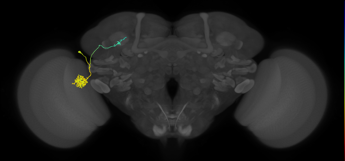 LC10b_L (MaleCNS:132606)