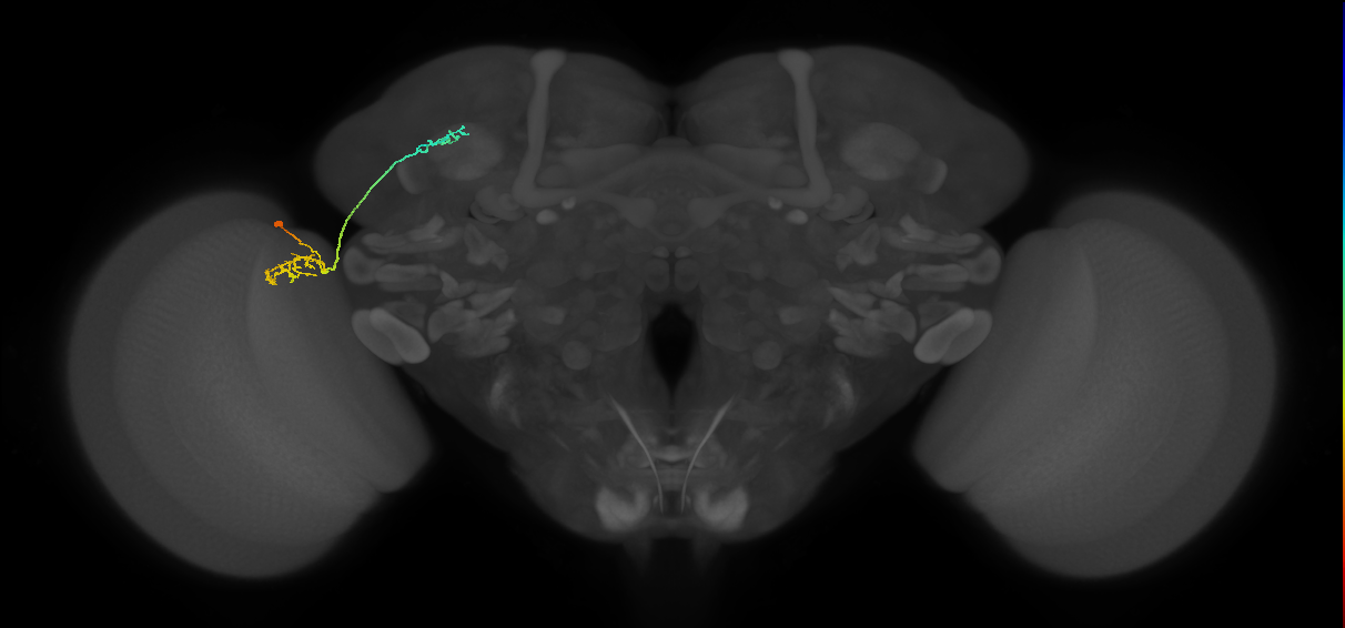 LC10d_L (MaleCNS:554228)