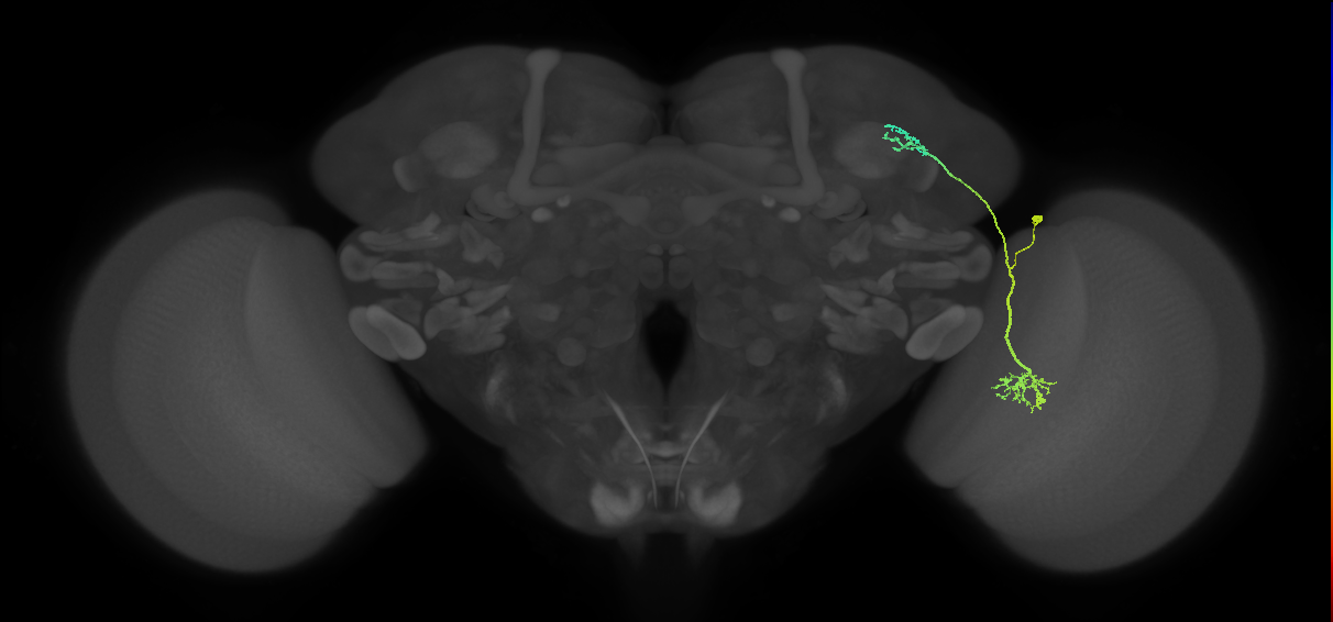 LC10d_R (MaleCNS:43254)