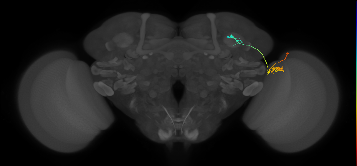 LC10d_R (MaleCNS:49664)