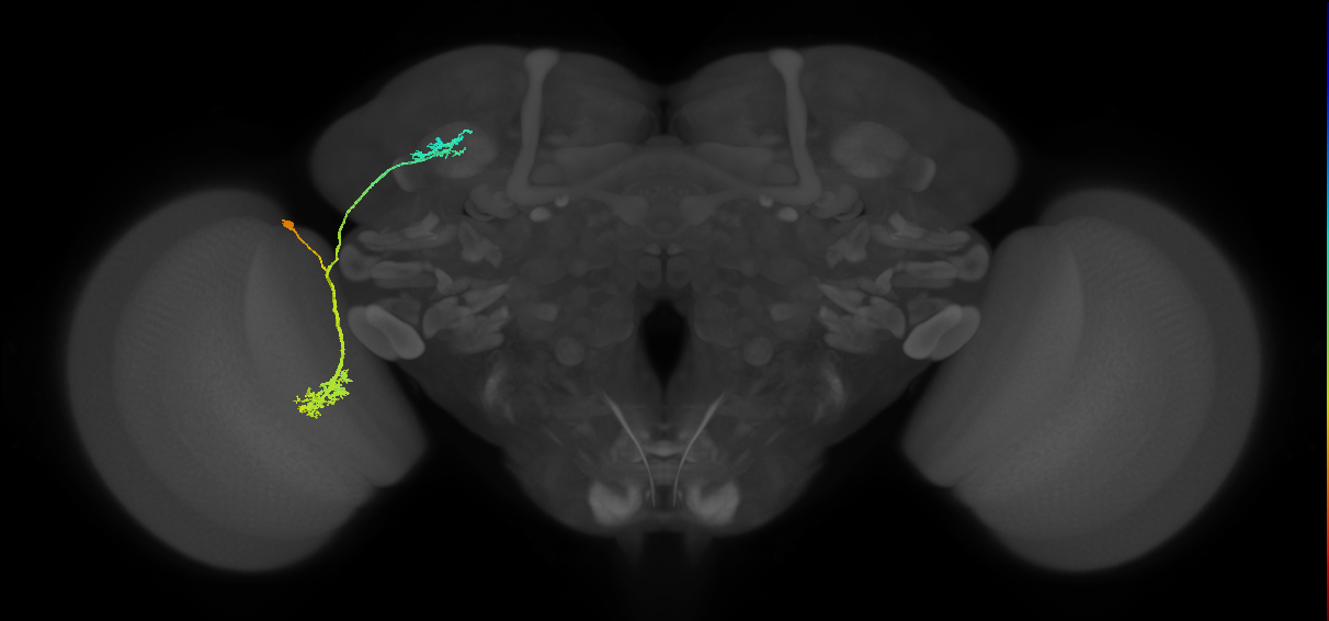 LC10d_L (MaleCNS:129239)
