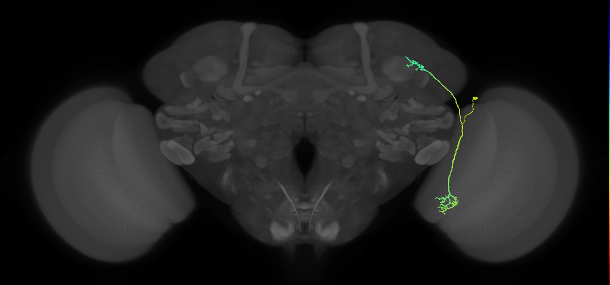 LC10d_R (MaleCNS:39851)