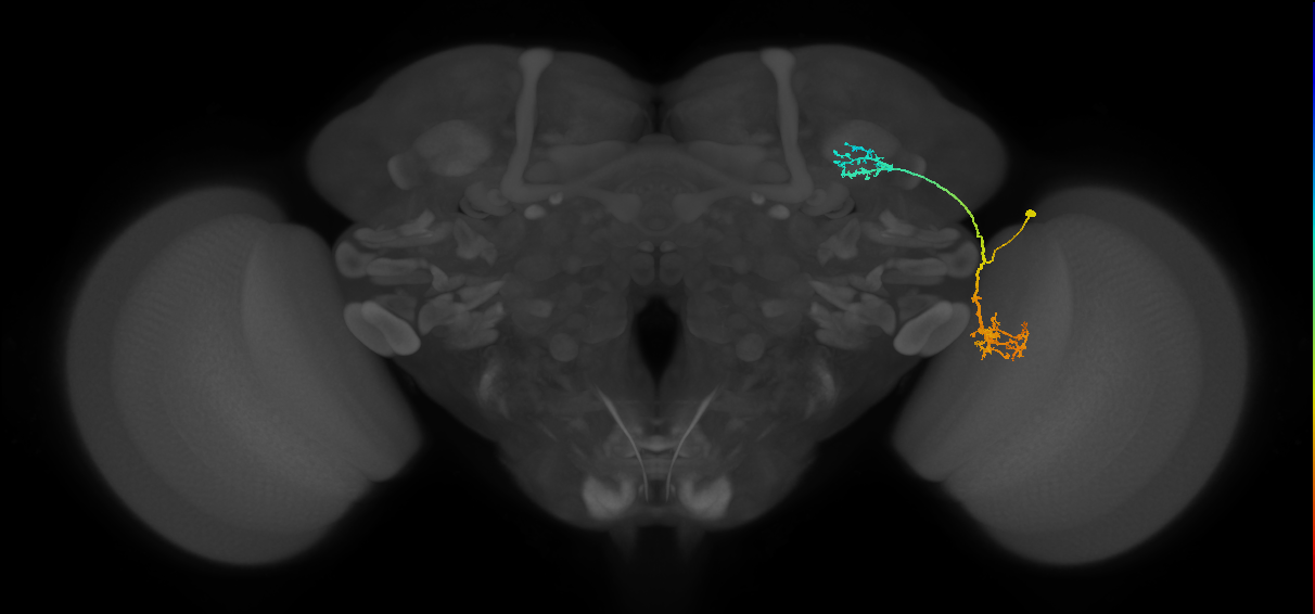 LC10d_R (MaleCNS:32391)