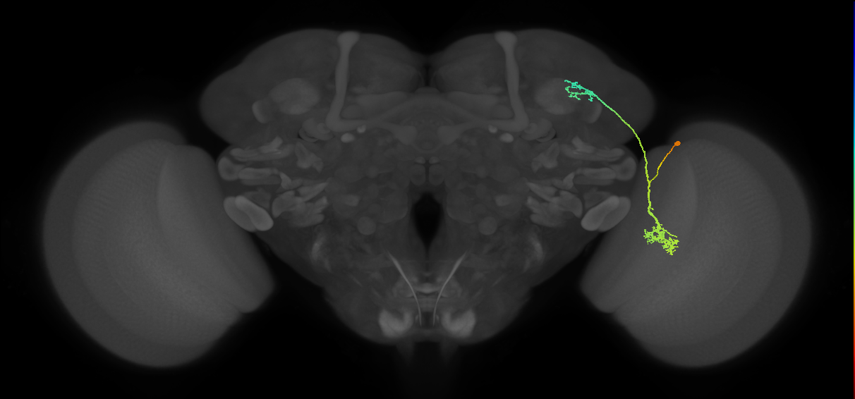 LC10d_R (MaleCNS:39808)