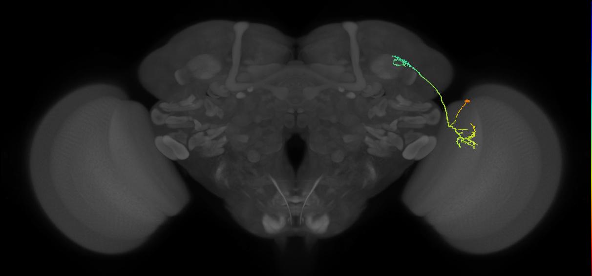LC10d_R (MaleCNS:65308)