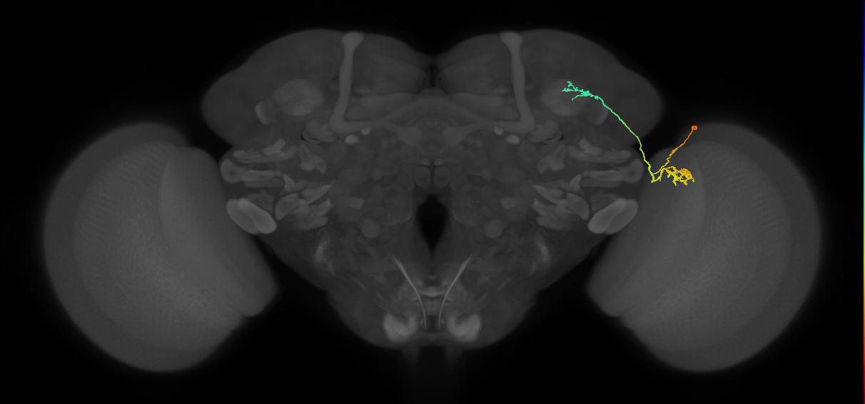 LC10d_R (MaleCNS:60828)
