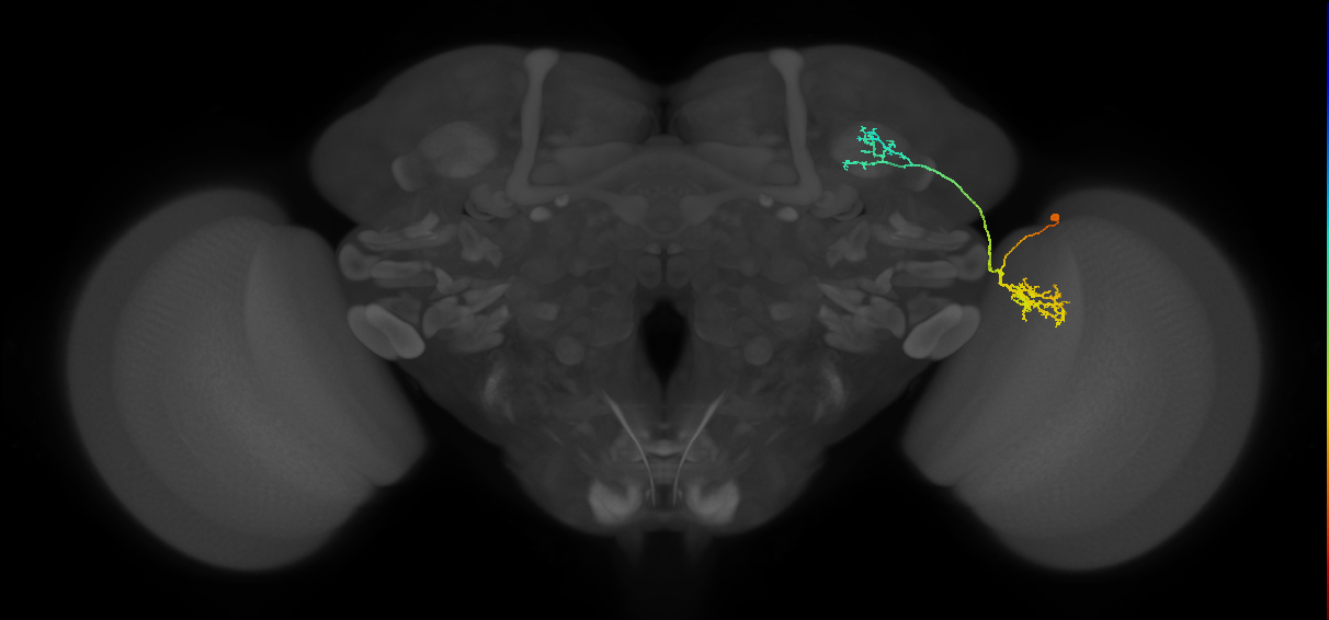 LC10d_R (MaleCNS:35587)