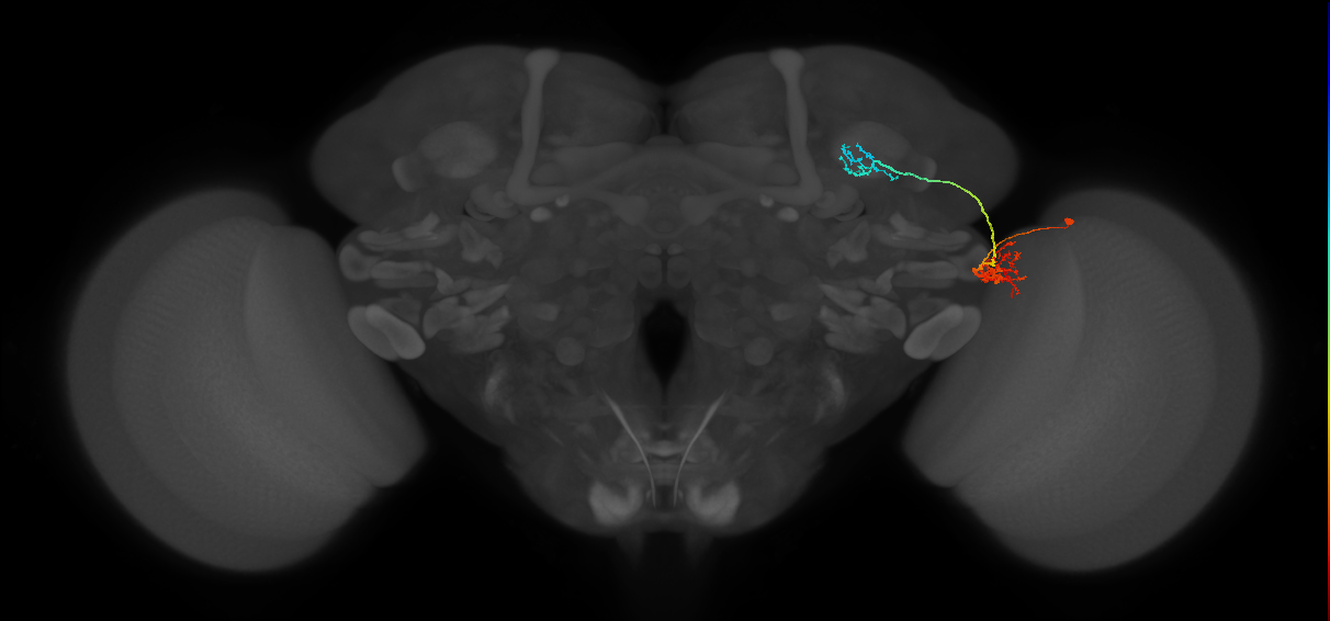 LC10d_R (MaleCNS:526785)