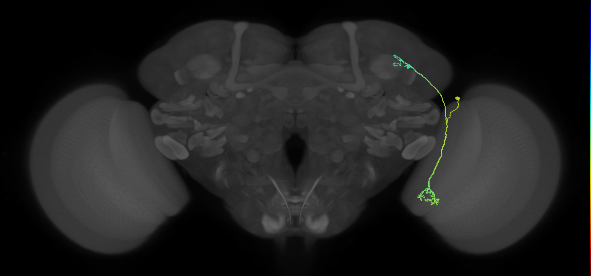 LC10d_R (MaleCNS:41376)