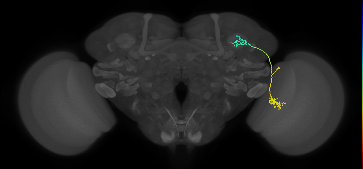 LC10d_R (MaleCNS:26379)