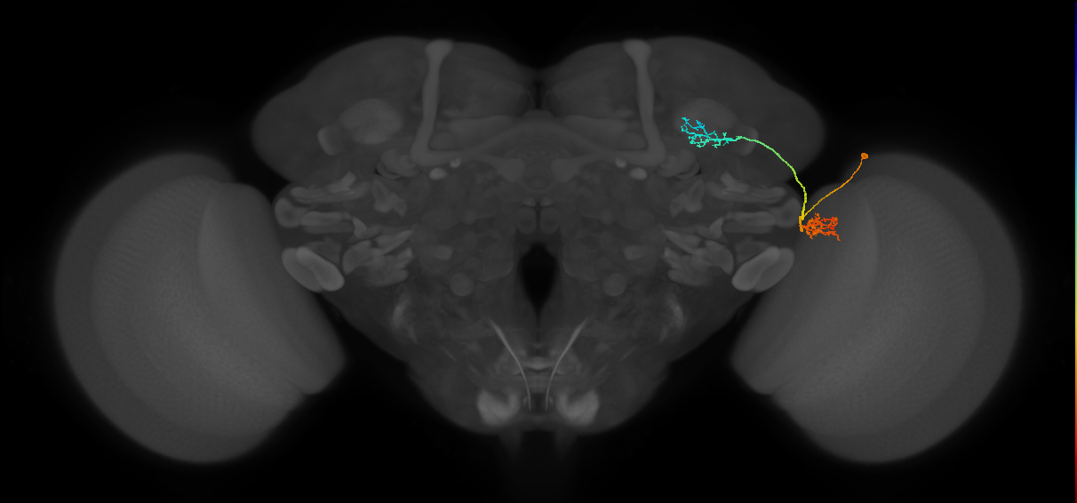 LC10d_R (MaleCNS:46877)