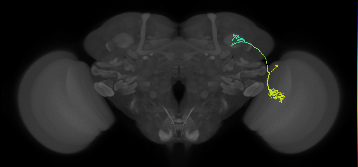 LC10d_R (MaleCNS:24775)