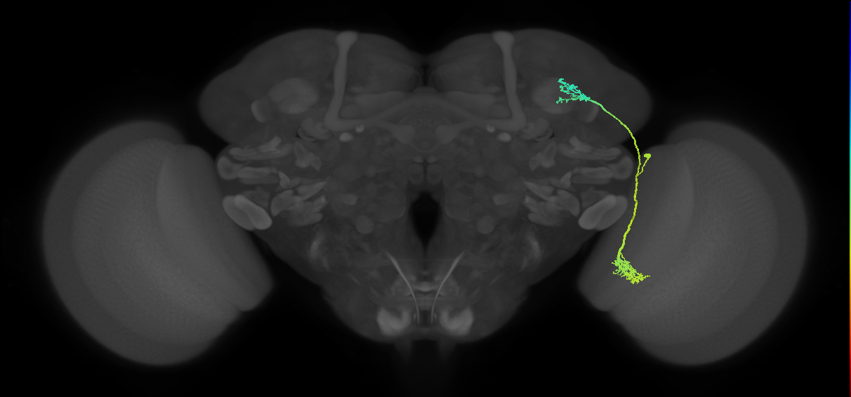 LC10d_R (MaleCNS:24041)