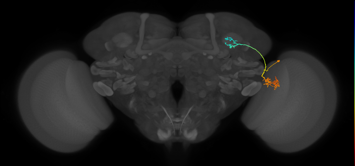 LC10d_R (MaleCNS:36794)