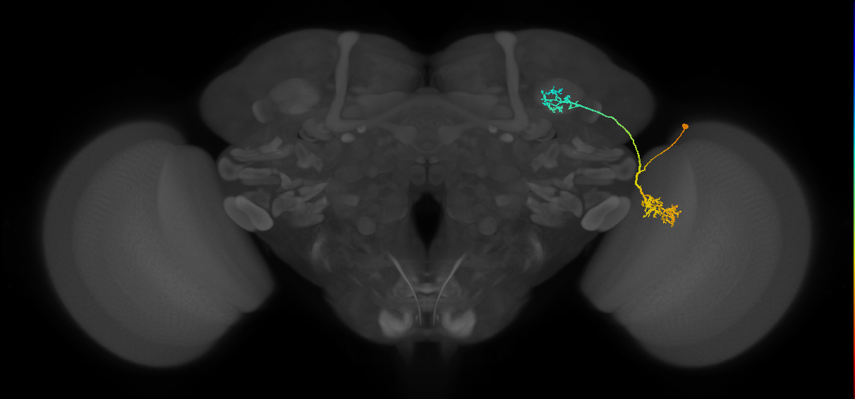 LC10d_R (MaleCNS:30941)