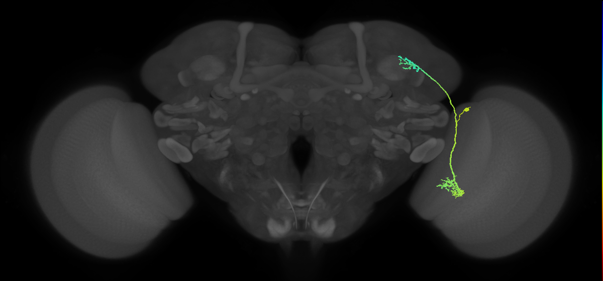 LC10d_R (MaleCNS:28357)