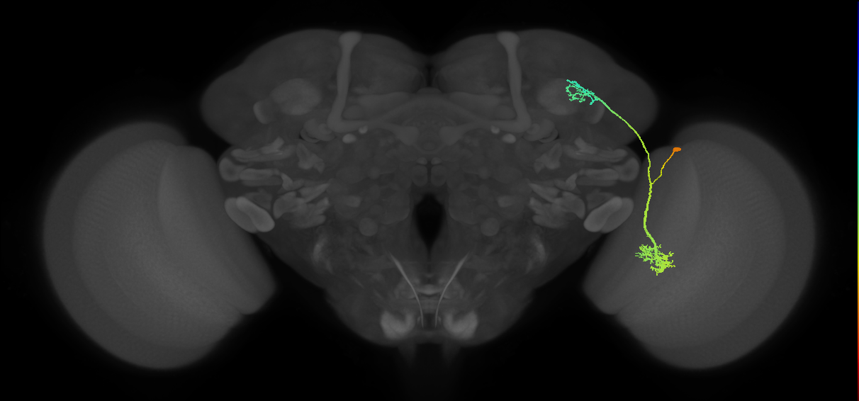 LC10d_R (MaleCNS:23757)