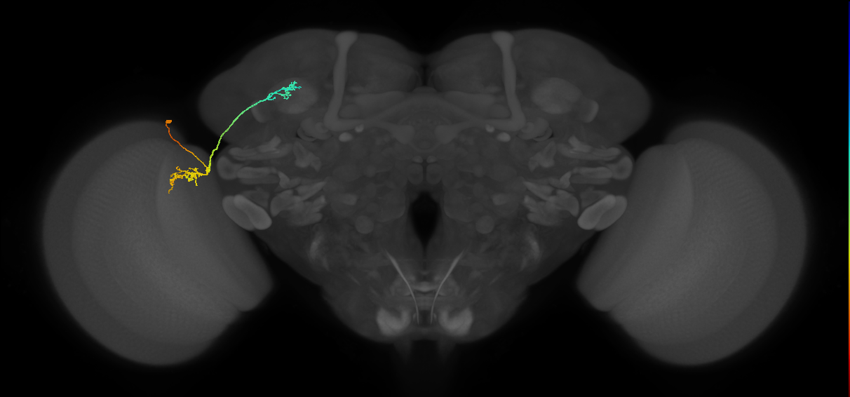 LC10d_L (MaleCNS:47729)