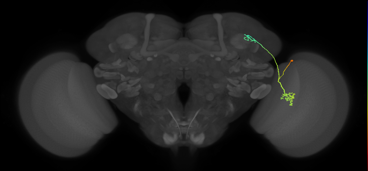 LC10d_R (MaleCNS:44068)