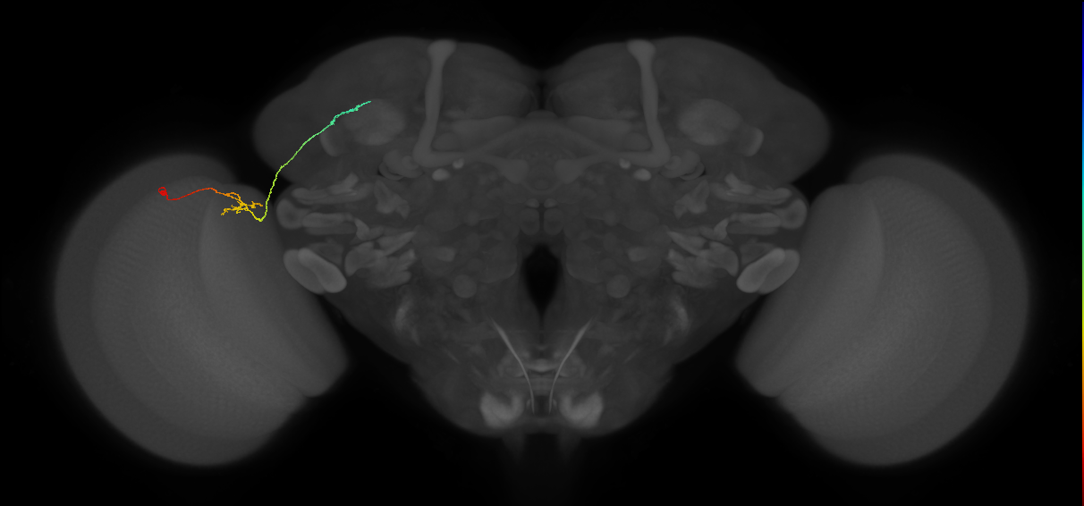 LC10e_L (MaleCNS:129068)