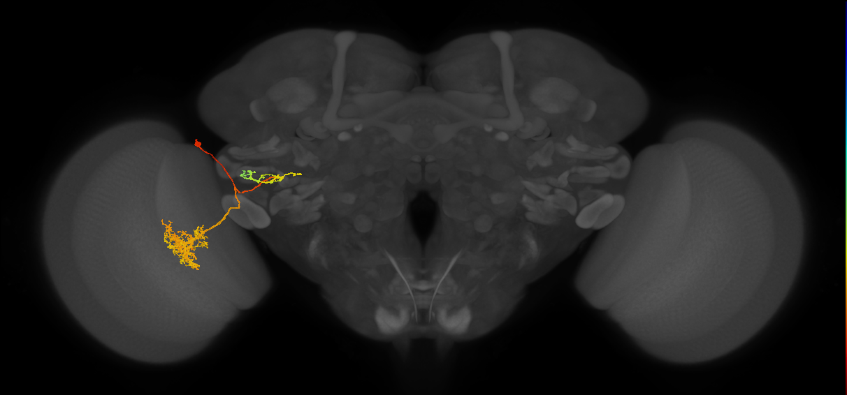 LC11_L (MaleCNS:524975)