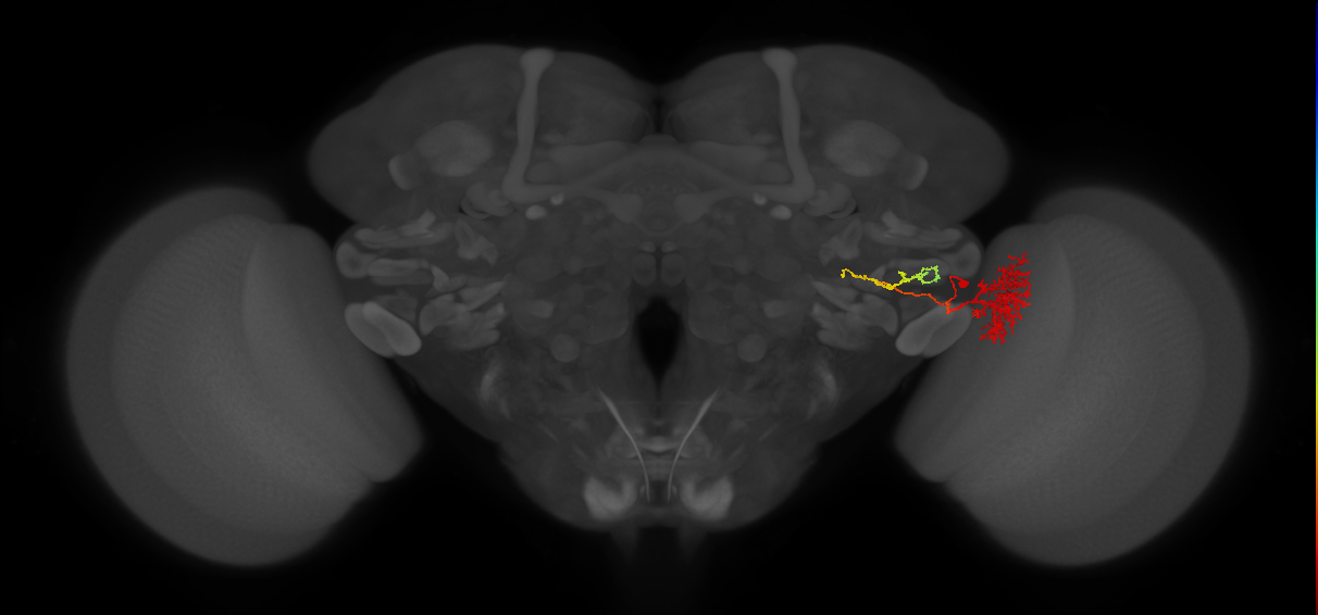 LC11_R (MaleCNS:34694)