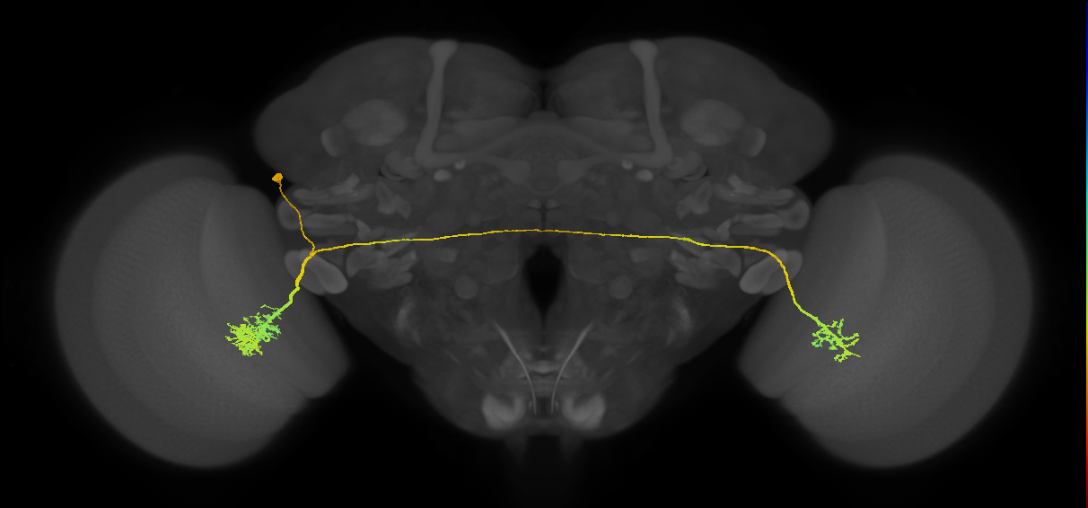 adult VPNp1 lineage neuron