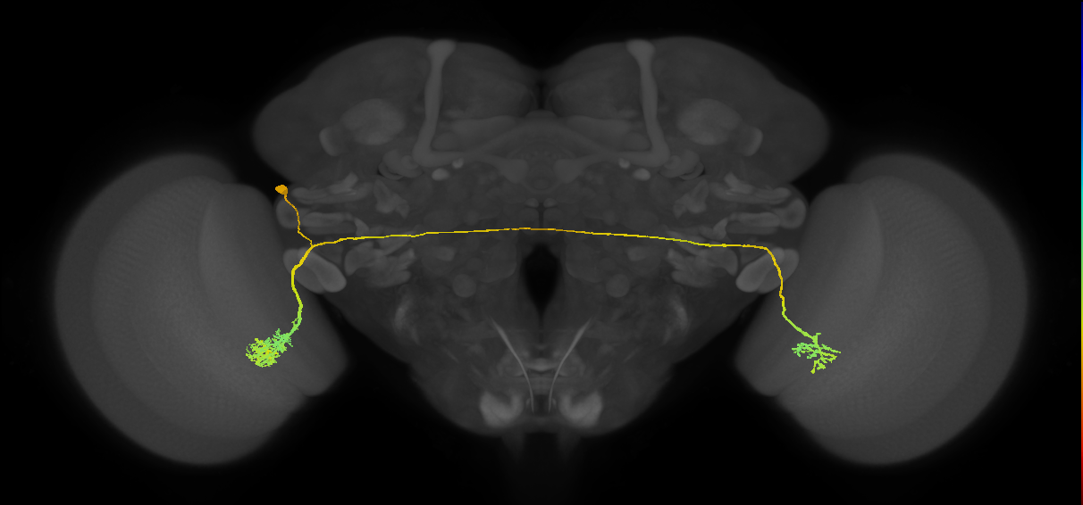 LC14a-1_L (MaleCNS:31008)