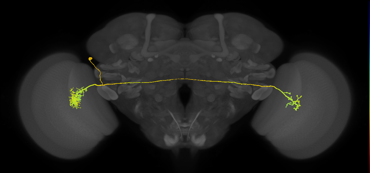 LC14a-1_L (MaleCNS:23576)