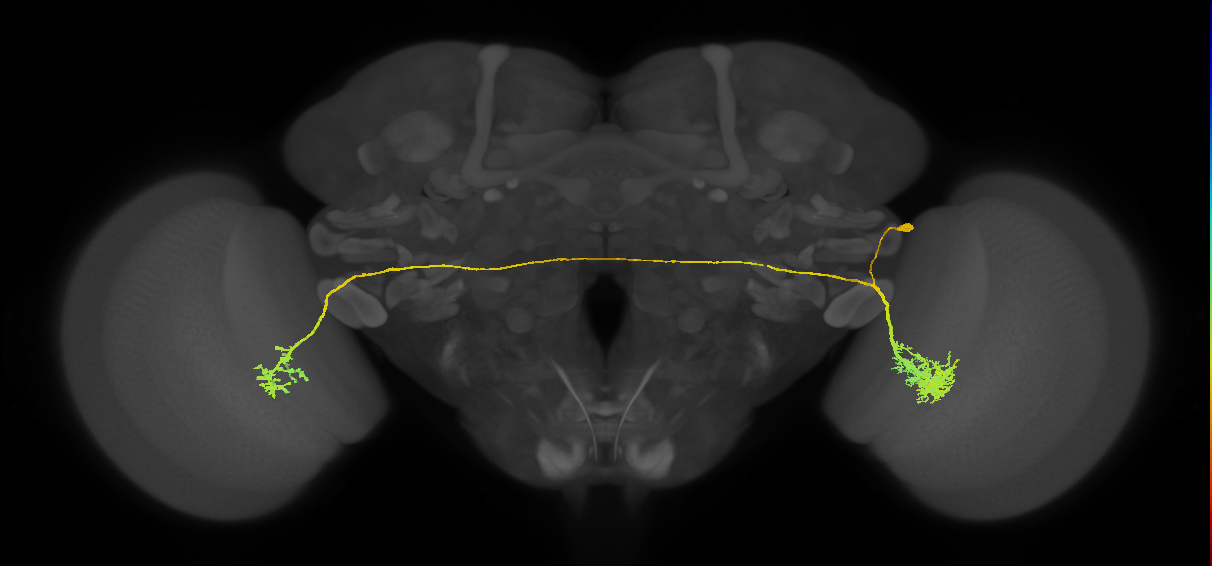 adult VPNp1 lineage neuron