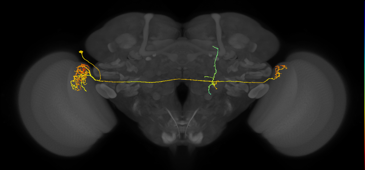 adult contralateral lobula LC14 neuron