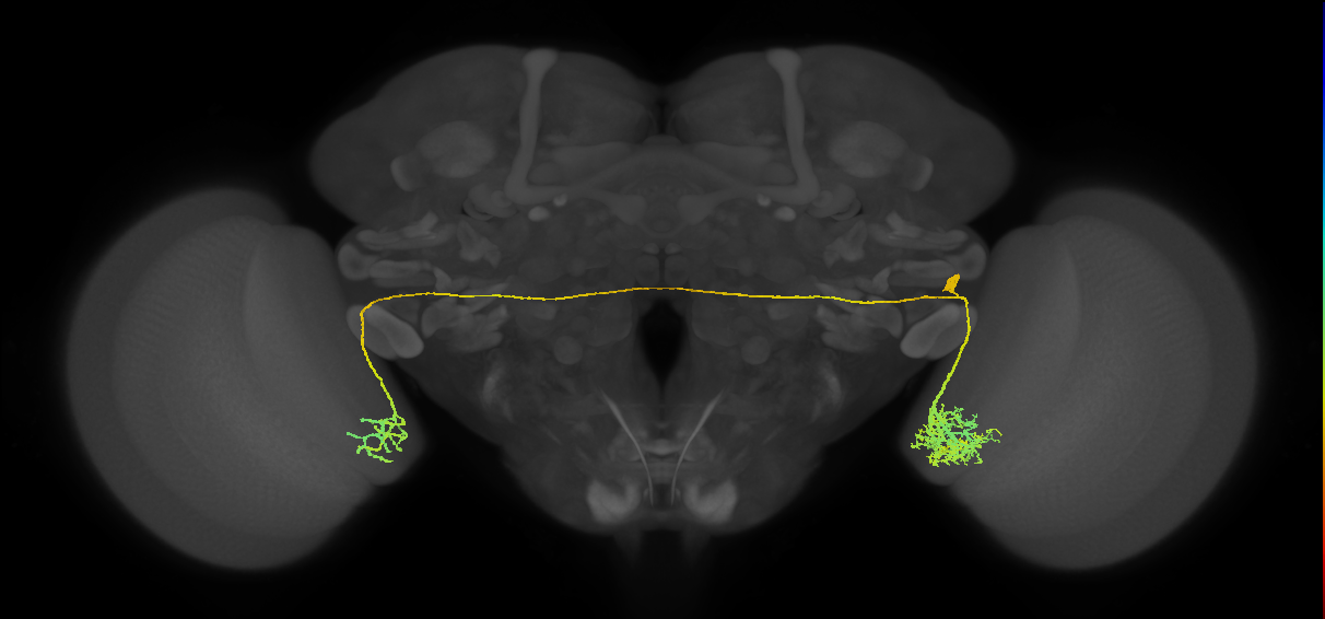 adult contralateral lobula LC14 neuron