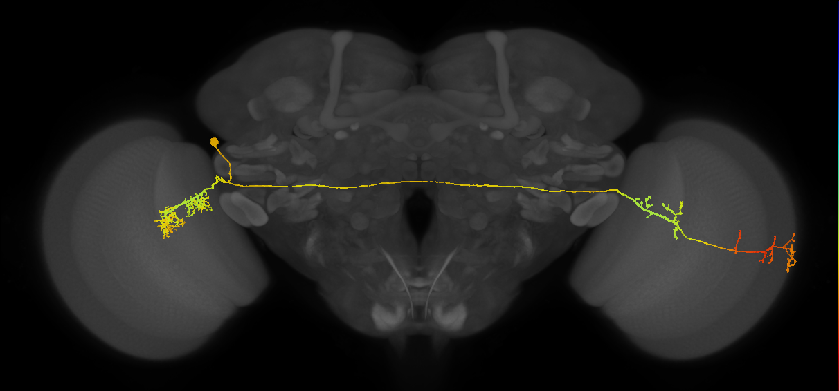 LC14b_L (MaleCNS:23277)