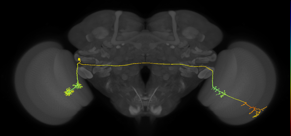 BLD5 lateral hemilineage neuron
