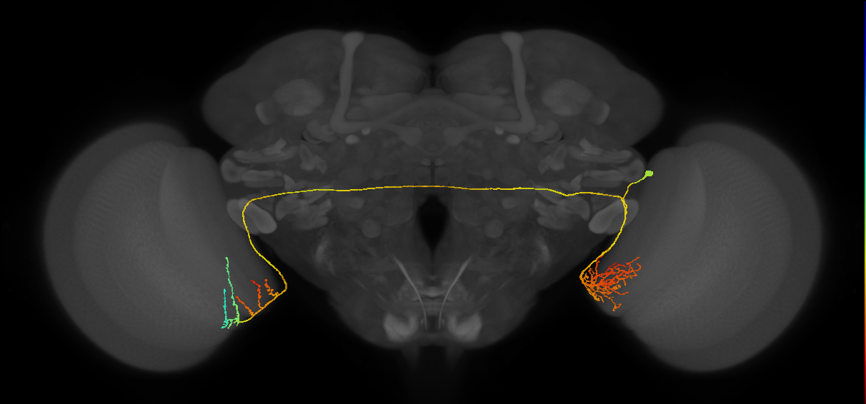 adult contralateral medulla LC14 neuron