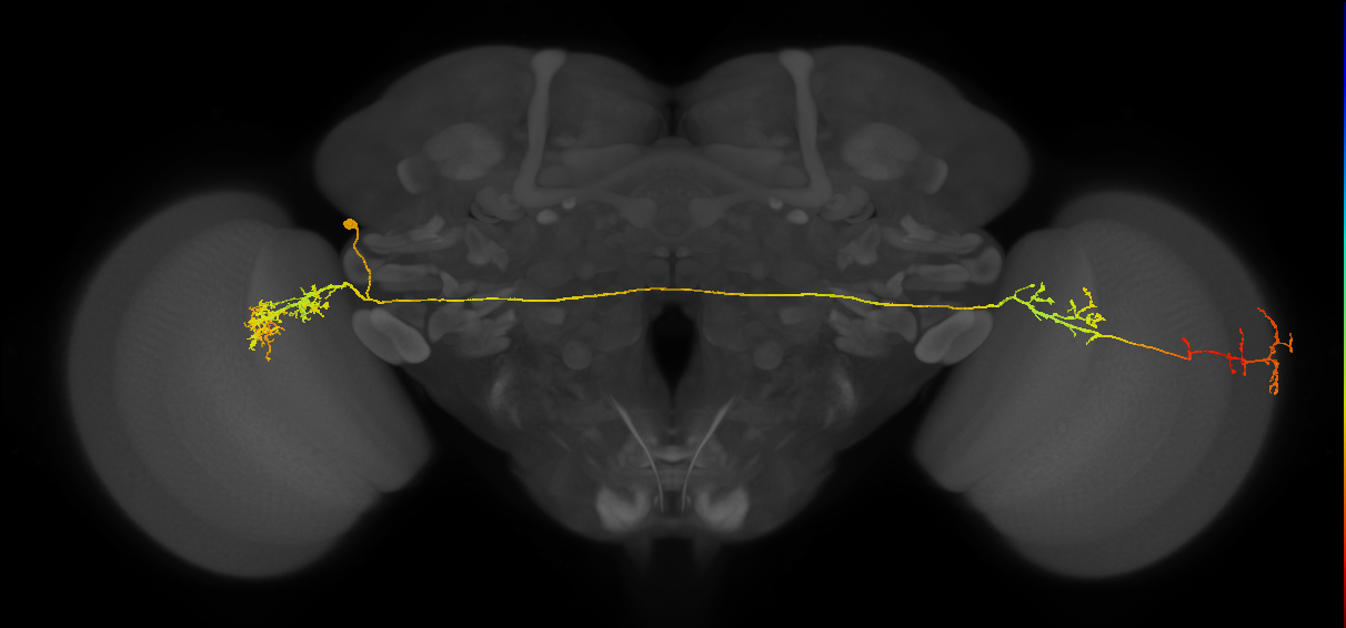 adult contralateral medulla LC14 neuron