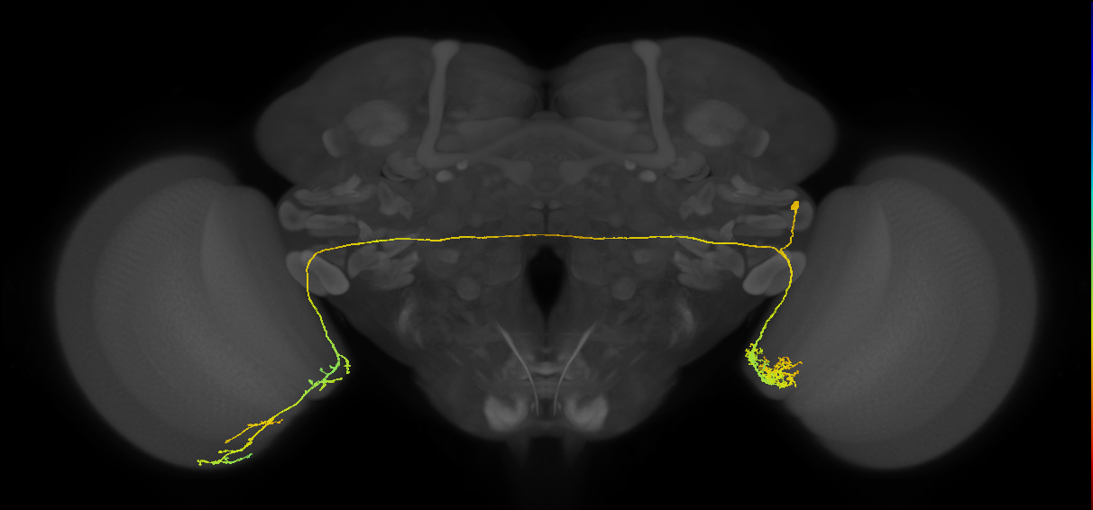 LC14b_R (MaleCNS:28539)