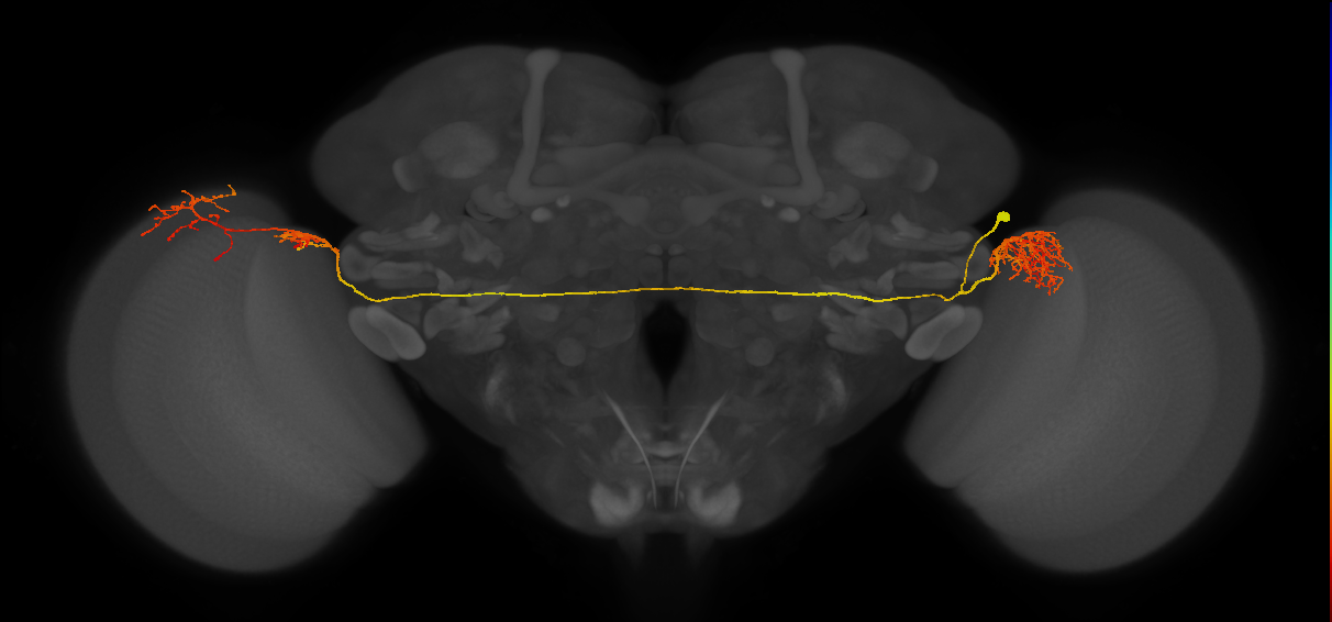 LC14b_R (MaleCNS:26397)