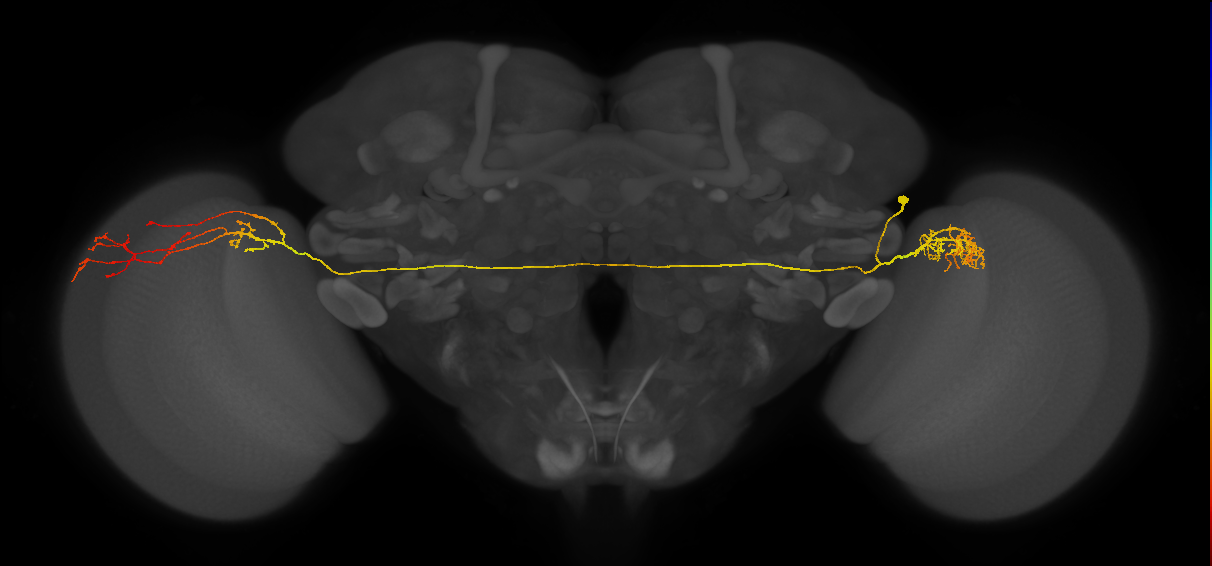 LC14b_R (MaleCNS:31279)