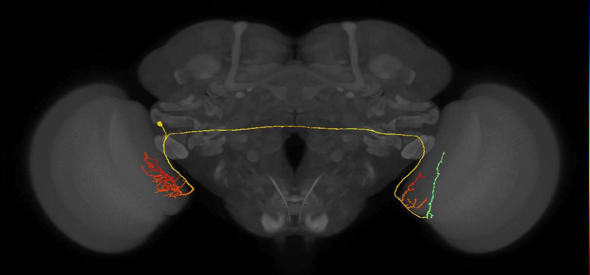 adult contralateral medulla LC14 neuron