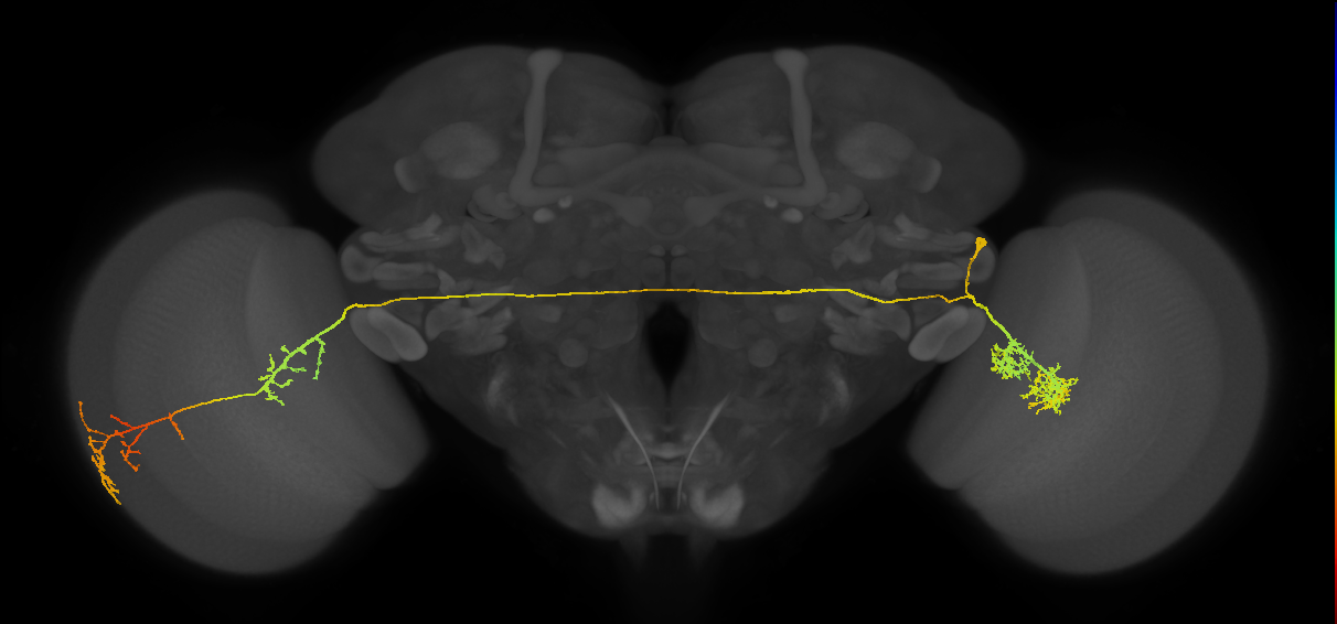 adult VPNp1 lineage neuron