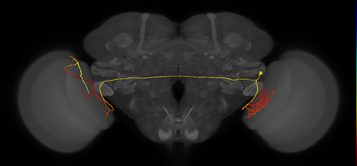 adult contralateral medulla LC14 neuron