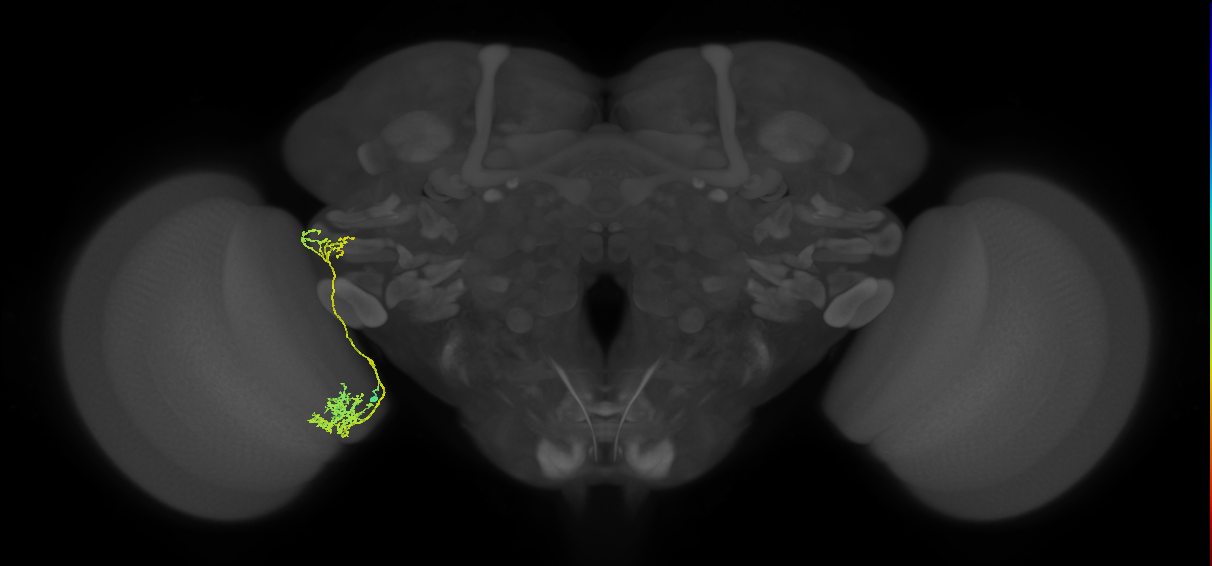 cholinergic neuron