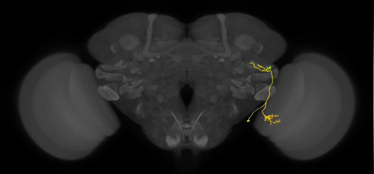 adult VPNv2 lineage neuron