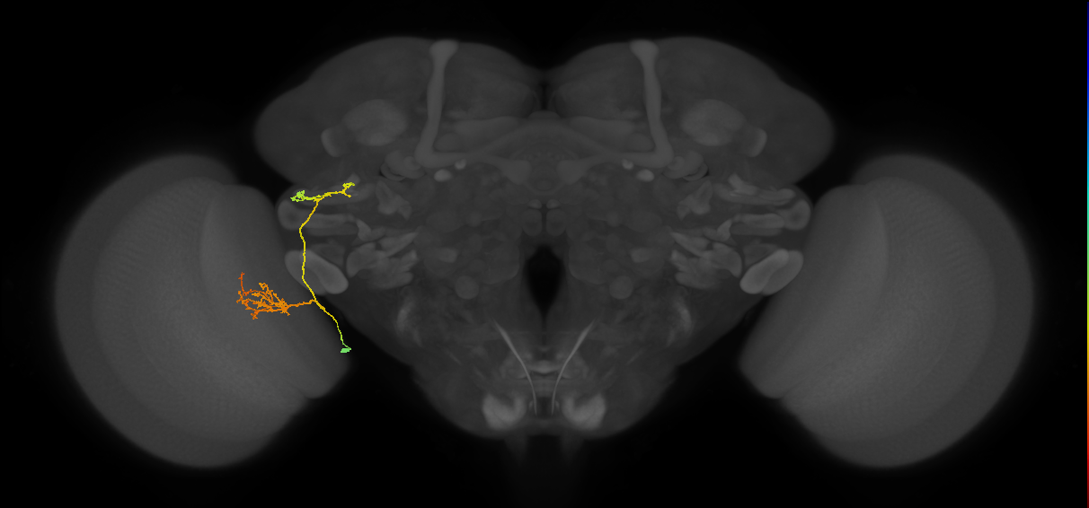 adult VPNv2 lineage neuron