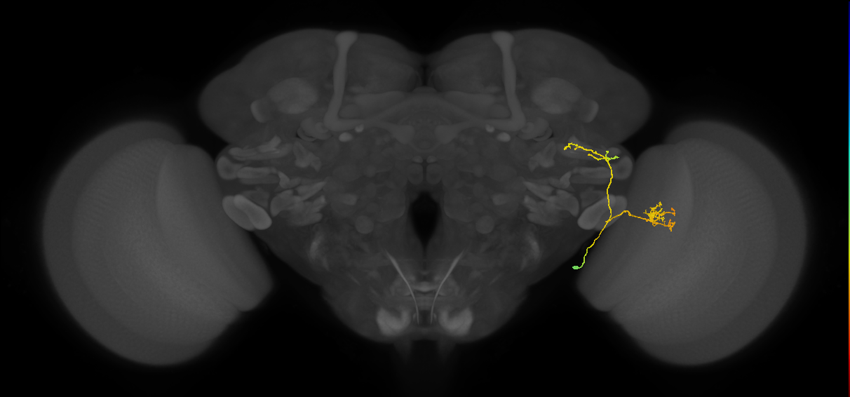 LC16_R (MaleCNS:58546)
