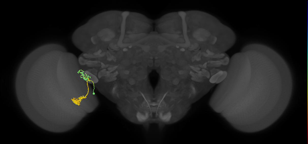 adult VPNv1 lineage neuron