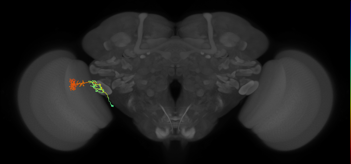 adult VPNv1 lineage neuron