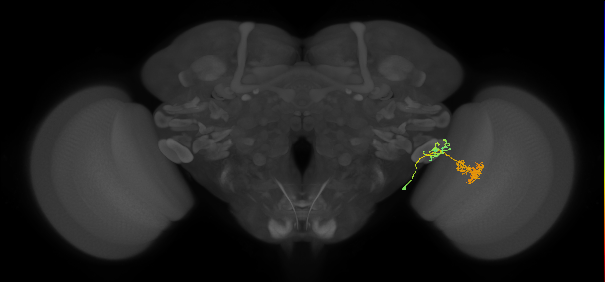 adult VPNv1 lineage neuron