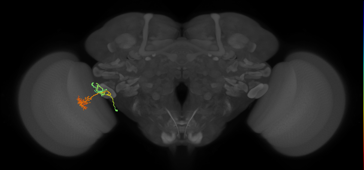 adult VPNv1 lineage neuron